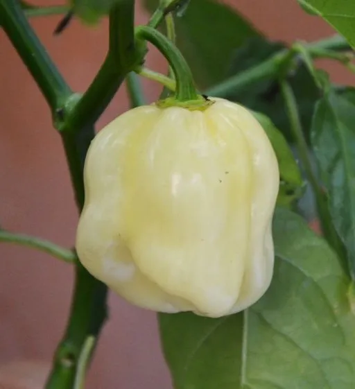 Редко 20 перуанский белый перец habanero огород декоративные семена Бесплатная