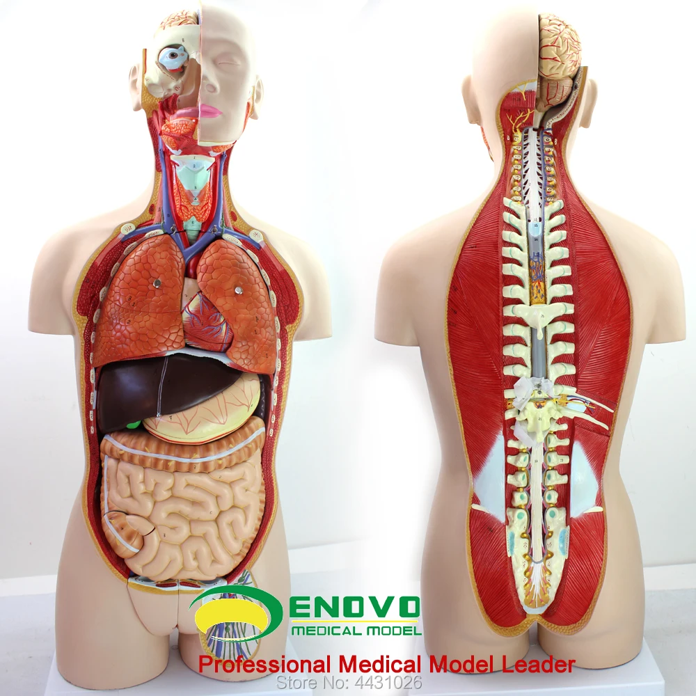 

ENOVO 18 parts 85CM asexual body body organ structure tissue anatomy model