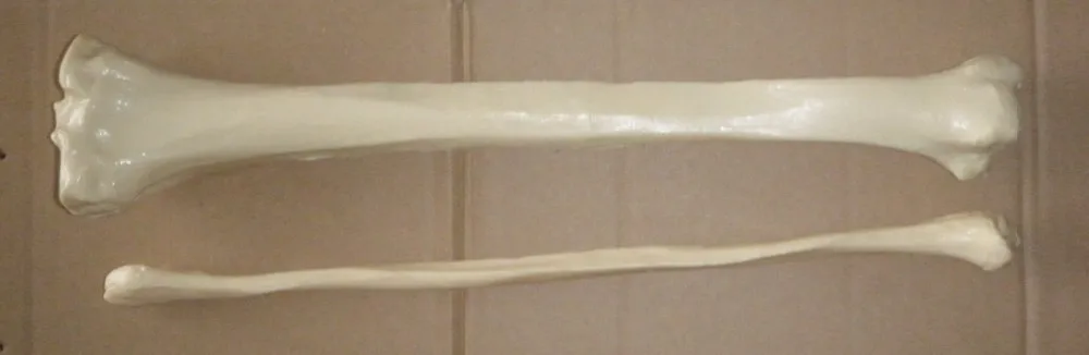 

human 1:1 Tibia Fibula model Medical teaching free shipping