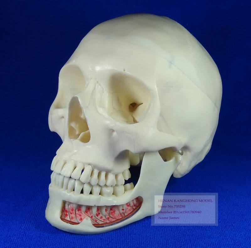 

Advanced Simulation Model Skull,ISO Certification Human Skull Model,3 Parts Decomposition Model Skull