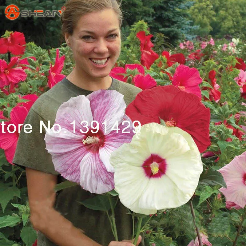 100 гигантские семена цветов гибискуса китайские дешевые лучший подарок для