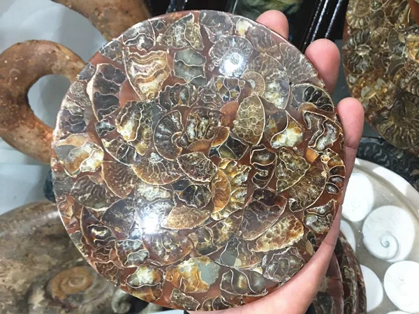 

Natural Madagascar fossil Slices Polished Split Ammonite Fossil Mineral 180-200g