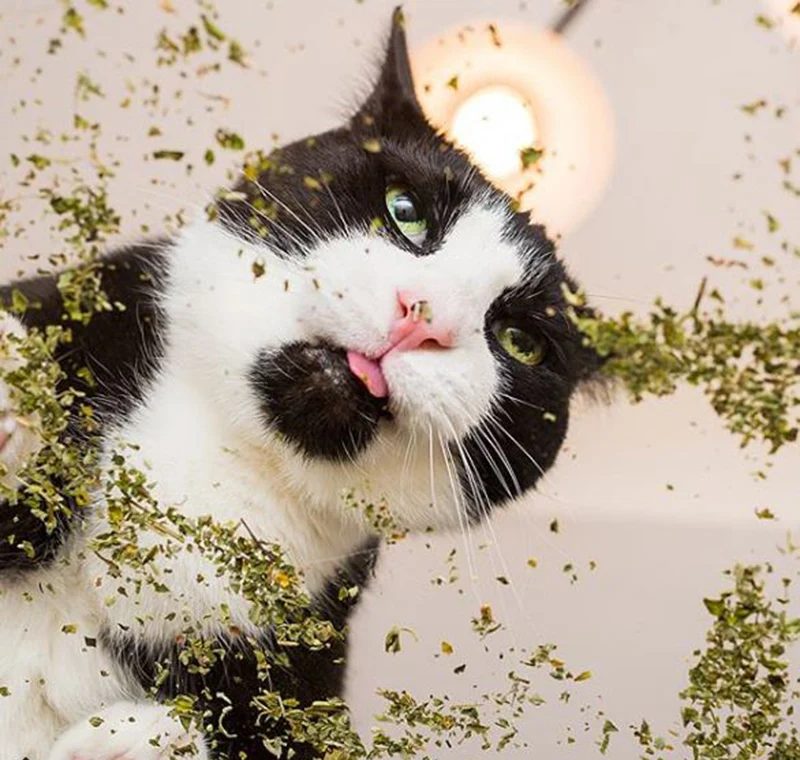 Здоровая натуральная кошачья мята 20 г мятный ментоловый аромат забавные игрушки