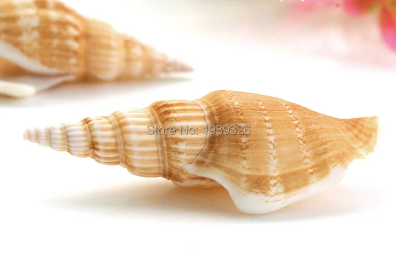 2 7 см белый желтый раковины натуральный пляж моря ремесла аквариум украшения для