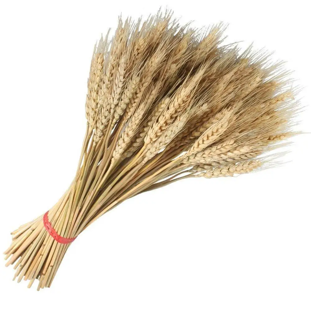 100 шт большие пшеничные сушеные цветы садовые растения натуральные первичные