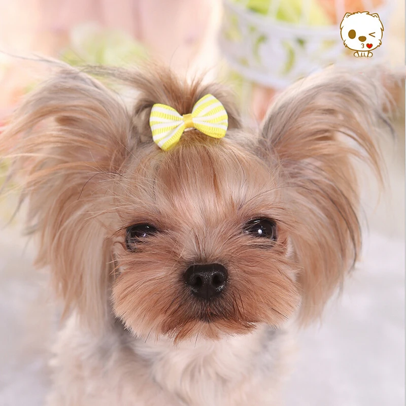 Полоски для груминга собак 5 цветов маленькие банты маленьких аксессуары шерсти
