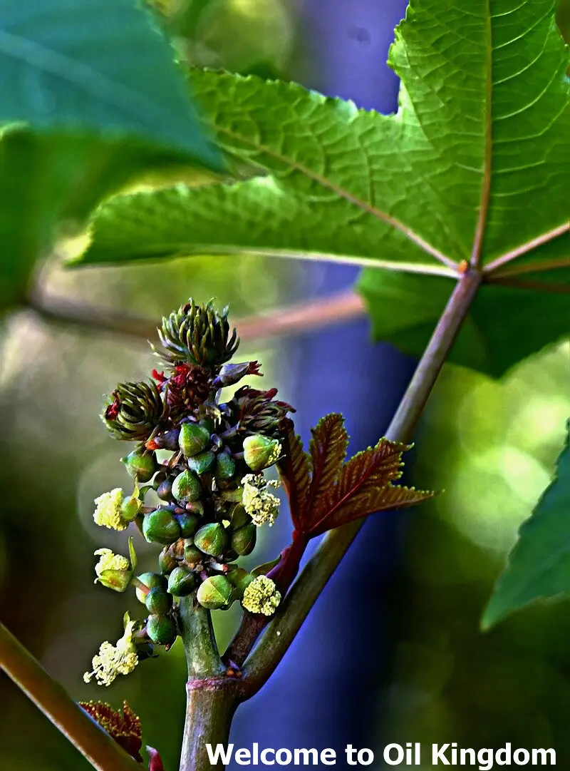 Massage Essential Oil 100%pure Plant Base Oils Castor Natural Aromatherapy Nourish Hair Prevent Skin Aging |