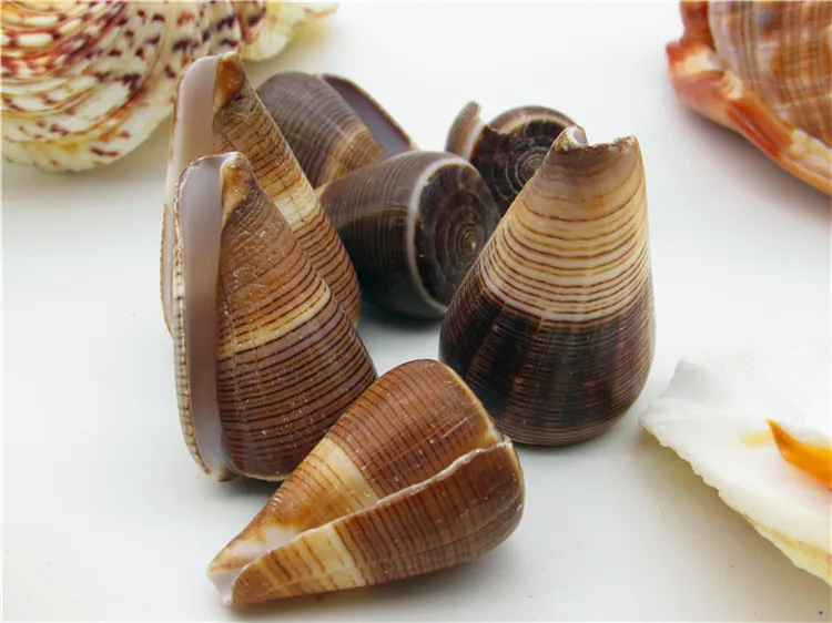10 шт./лот 5 8 см коричневые полосы натуральные раковины морские улитки раковина