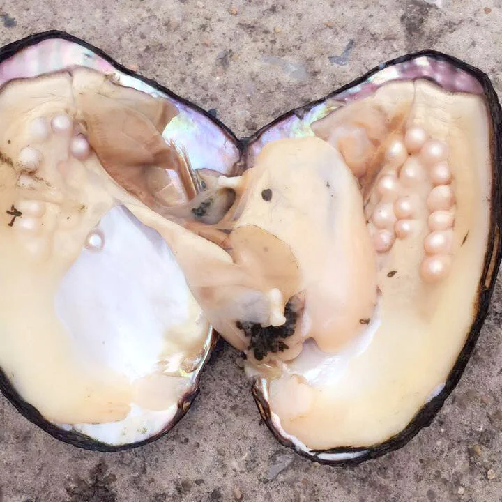 10 шт. вакуумные натуральные пресноводные устрицы больших монстров бусины