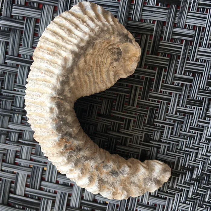 

Madagascar natural oyster fossil paleontological teaching taxidermy hands play with the original stone strange stone