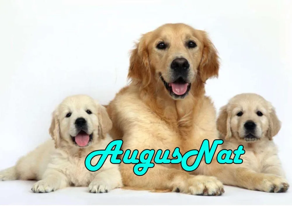 Полный квадратный золотистый ретривер бриллиантовая живопись собаки вышивка наклейка диамант дотз бисер картина диамонт мозаика животное.