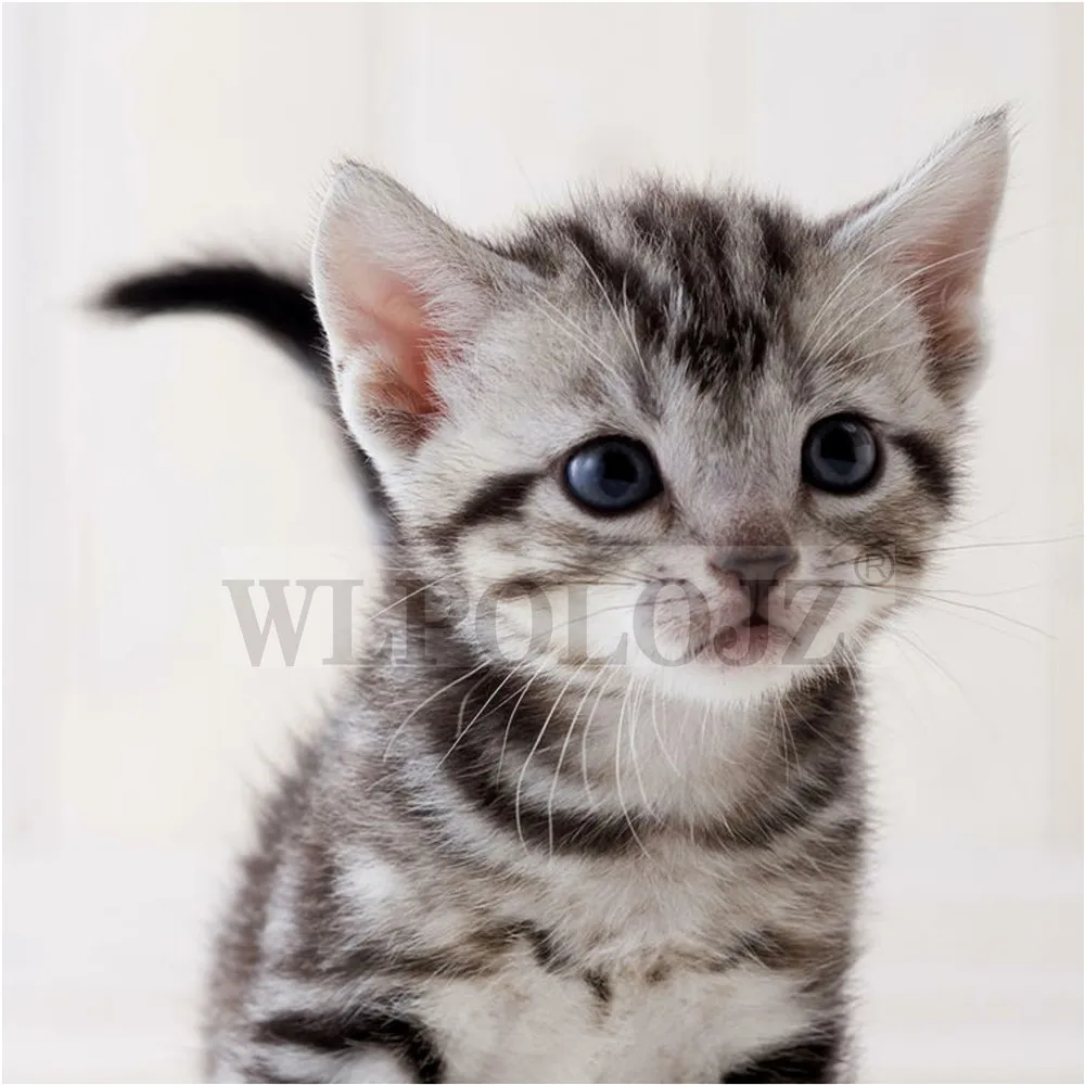 Одежда для девочек юбки милая одежда маленьких с кошками детские интересные