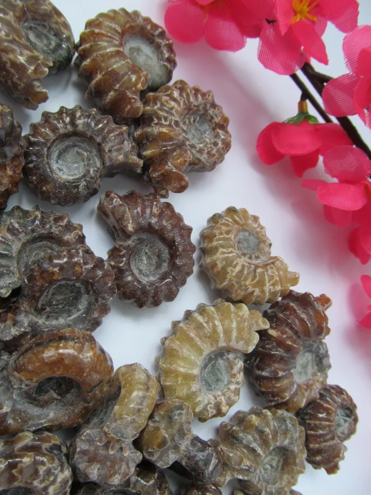 Одежда высшего качества редко полированный &quotКоза Рог&quot douvilleiceras аммонита Fossil 30