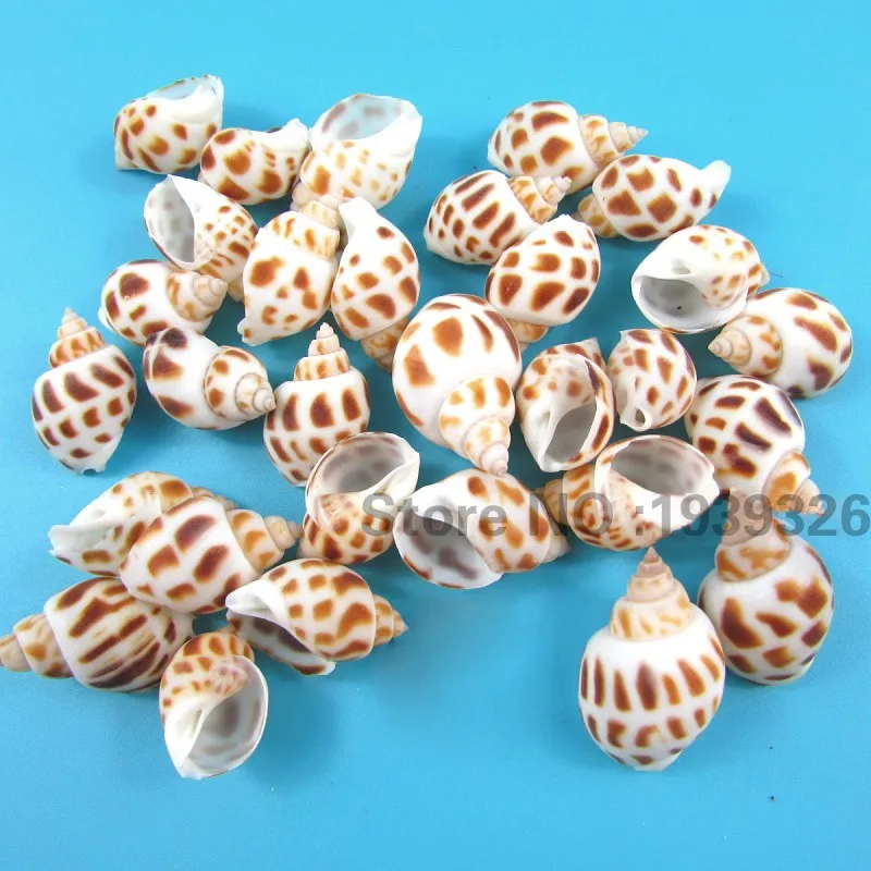 Натуральные морские раковины для пляжа украшения из органического Конча ремесло