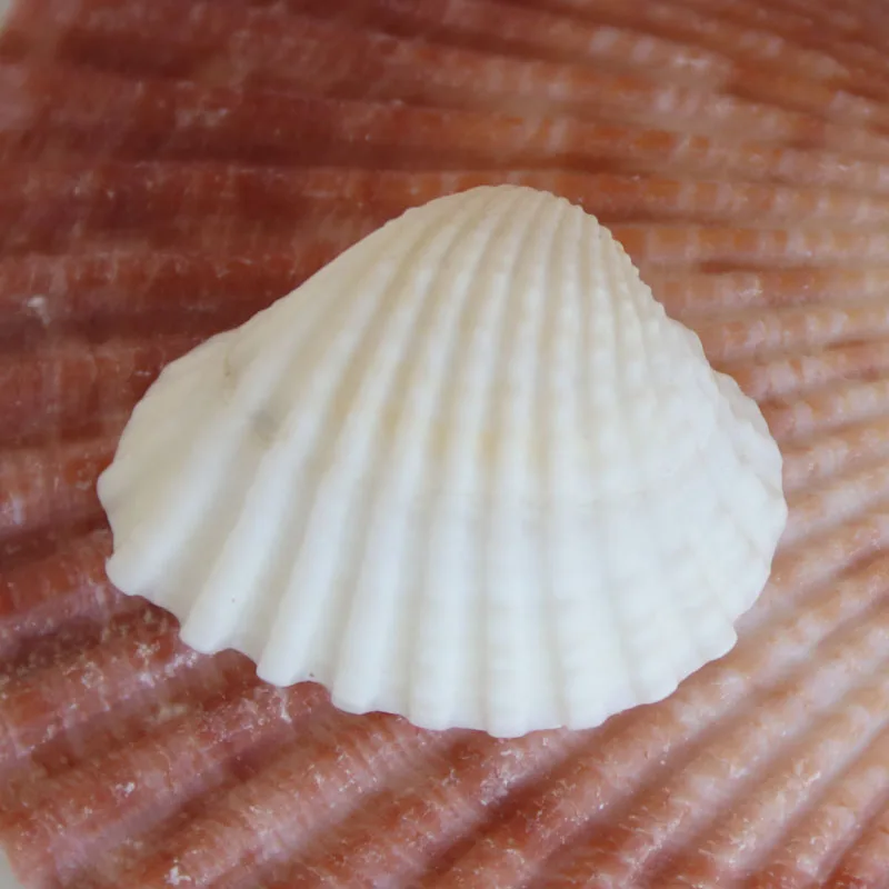 Бесплатная доставка (50 шт./лот) белая Кокосовая оболочка натуральная и ракушка
