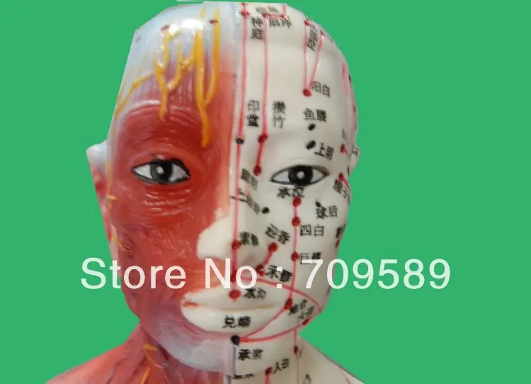 Модель анатомии профессиональная искусственная кожа и Анатомические мышцы 55 см |