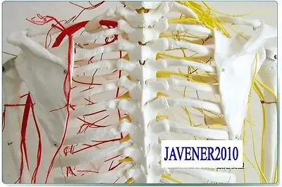 Анатомическая кожа рост 170 см|skeleton model|human anatomicalblood vessels model |