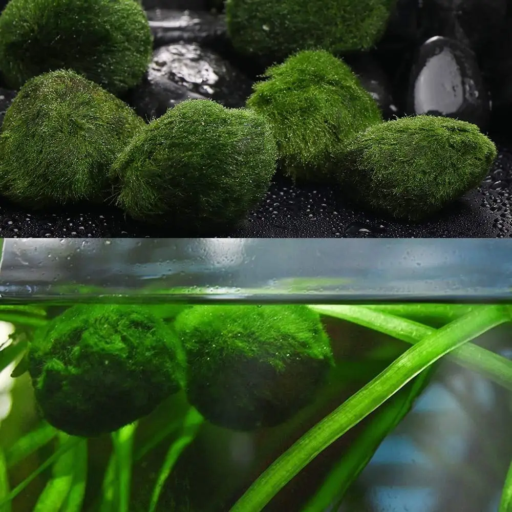 3-4 см Cladophora aegagrophila живое аквариумное растение Aegagropila linnaei из синтетической смолы, зеленые шарики из мха RIMO, украшение для аквариума