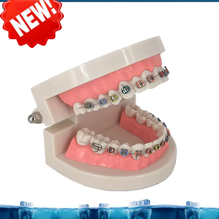 Стоматологическая Ортодонтическая модель для лечения Typodont с ортологическим