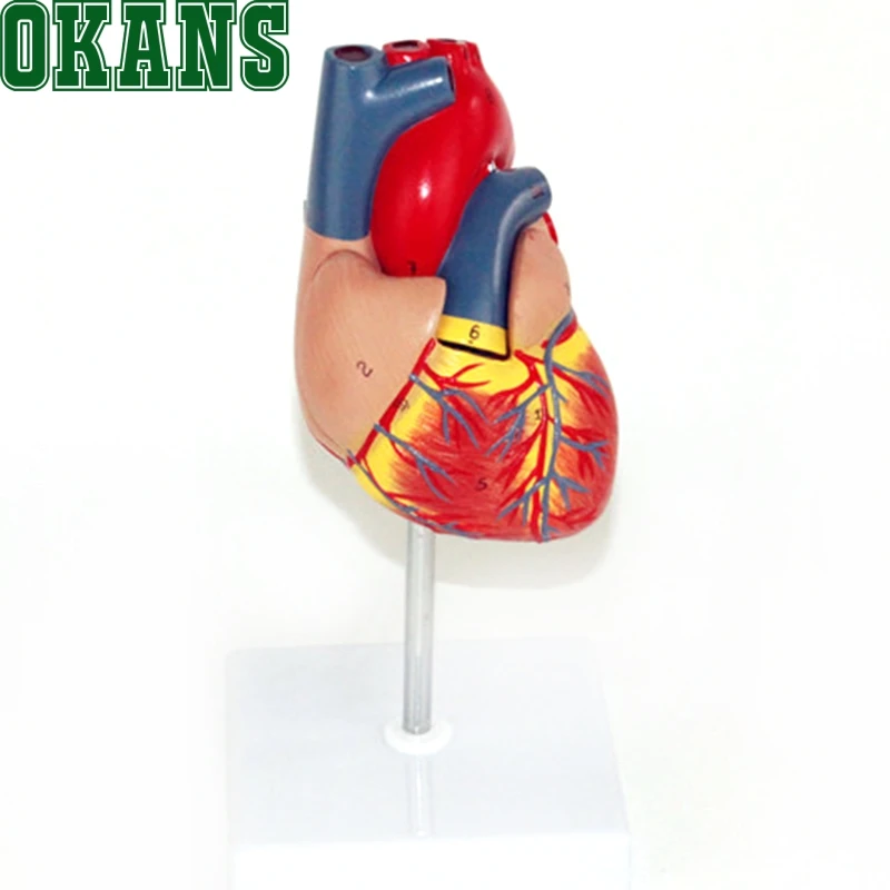 1: 1 модель сердца B ультразвуковая цветная кардиологическая медицина|heart model|heart
