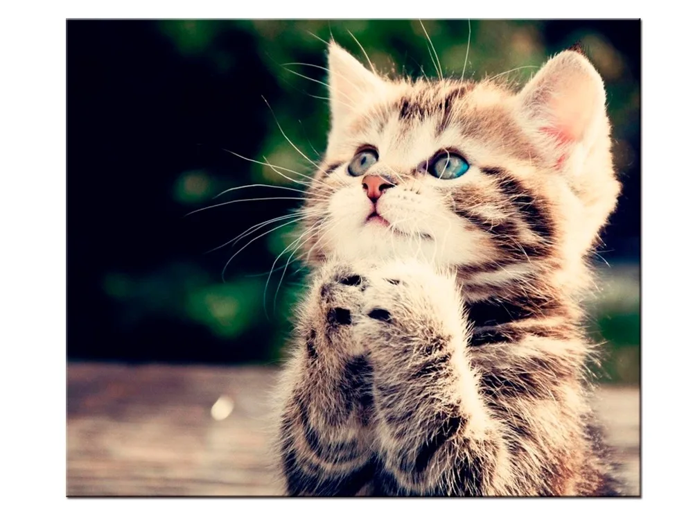 1 шт Холст Книги по искусству Картины печатных Довольно кошка стены печати холст