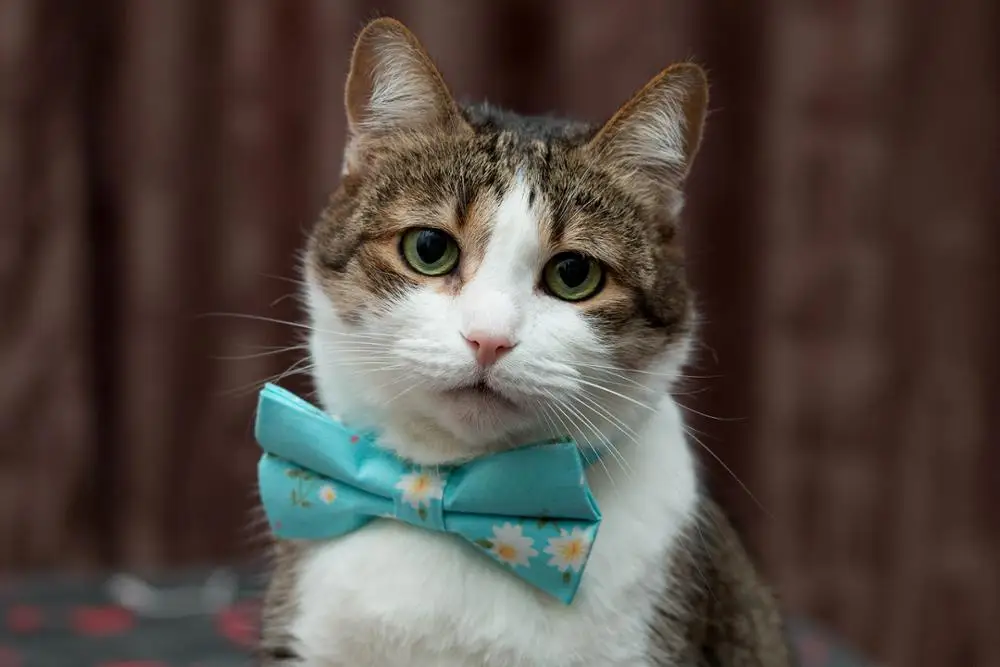 Галстук-бабочка для кота щенков галстук-бабочка собаки аксессуары домашних