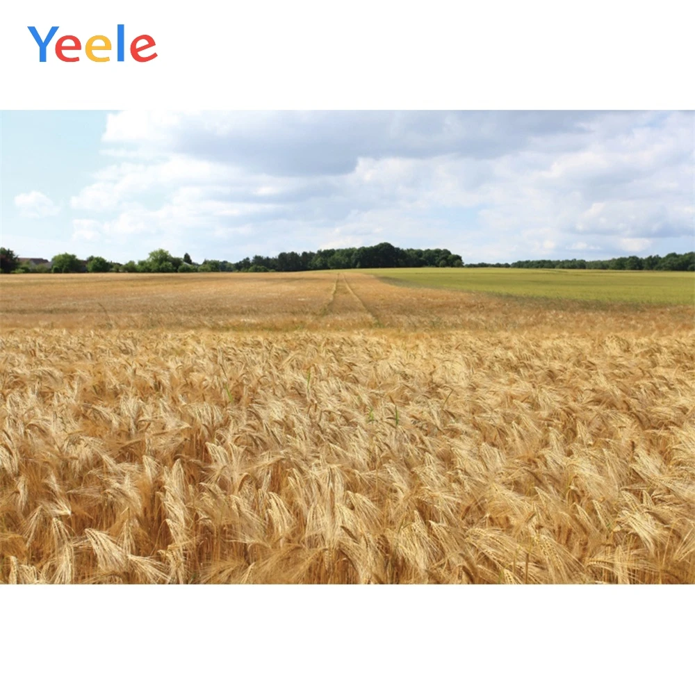 Yeele белые облака желтая Пшеница урожая поле осенние фотографии фоны
