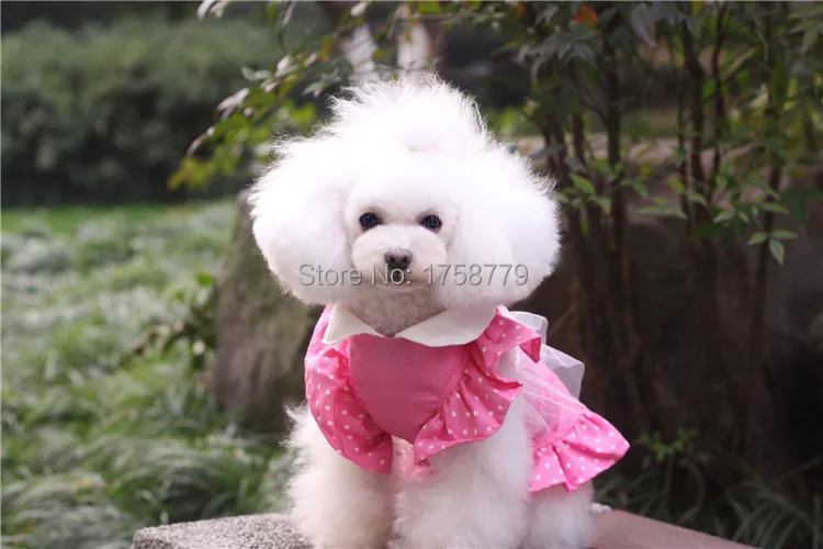 С милой собачкой модной брендовой одежды кружевами и узором в горошек Детское