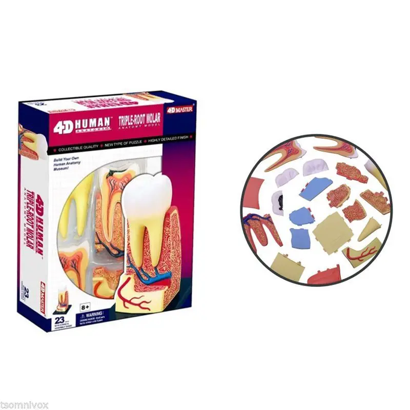 4D Master человеческая модель моляра с тройными корнями анатомического скелета