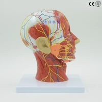 humanskull with muscle and nerve blood vessel head section brain human anatomy model school medical teaching