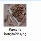 100g Ramaria botryto Prodgf 100 gram набор Ramaria botrytoides Lactarius deliciosus - Цвет: 100g Ramaria botryto