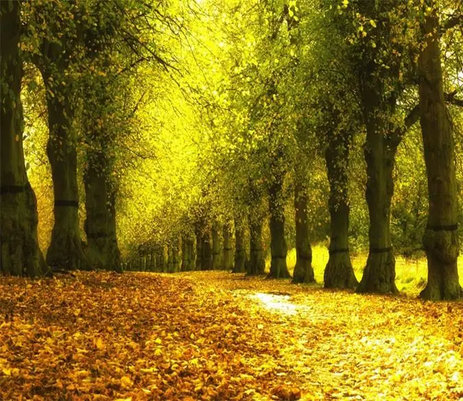 

[Self-Adhesive] 3D Yellow Green Deciduous Forest Beautiful 5 Wall Paper mural Wall Print Decal Wall Murals