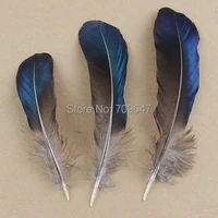 200pcslot 8 15cm long natural lady amherst blue feathersiridescent blue lady amherst pheasant wing featherscraft feathers