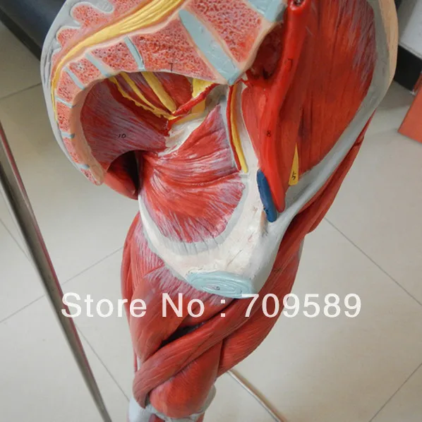 Анатомическая модель мускулов для ног сосудов и нервов ног|anatomical muscles|muscle