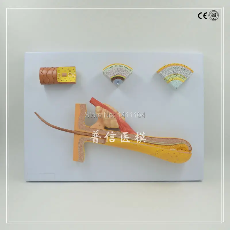 Бесплатная доставка корка для волос структура роста корней красота модель