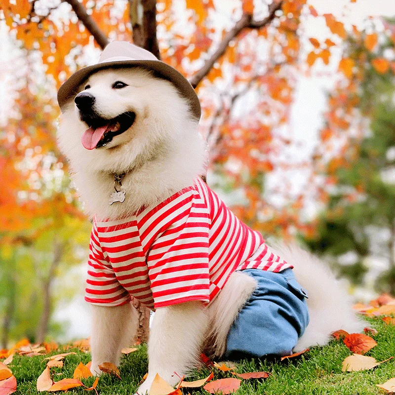 Одежда для больших собак Bigeyedog одежда комбинезон пижамы пальто в полоску