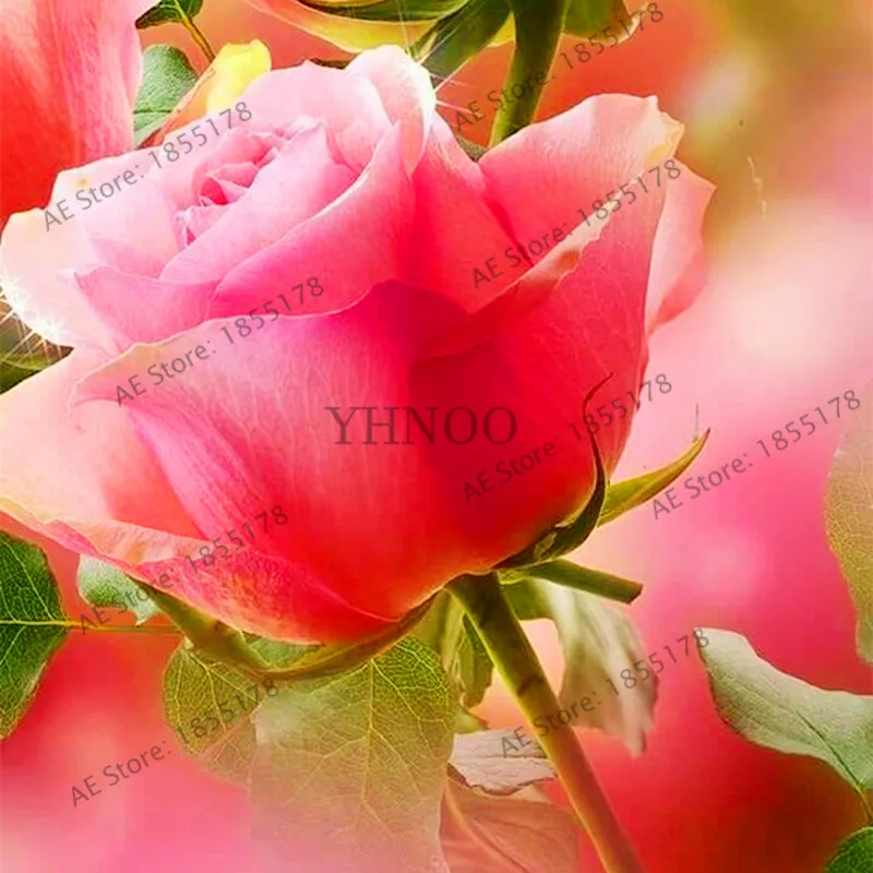 Горячая распродажа! 205 шт разноцветная редкая Роза Флорес бонсай цветок plantas