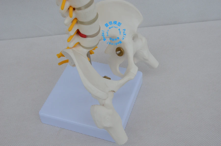 Бесплатная доставка и пятисегментный Поясничный позвоночник модель бедра