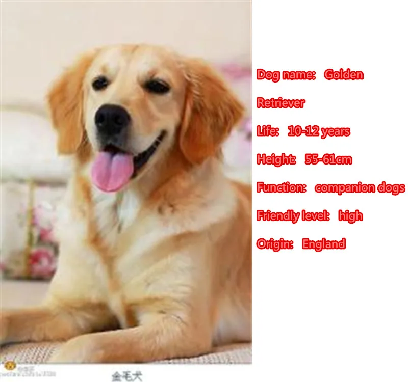 Mdogm Золотая брошь с ретривером и булавки ювелирное изделие костюм одежда для сна