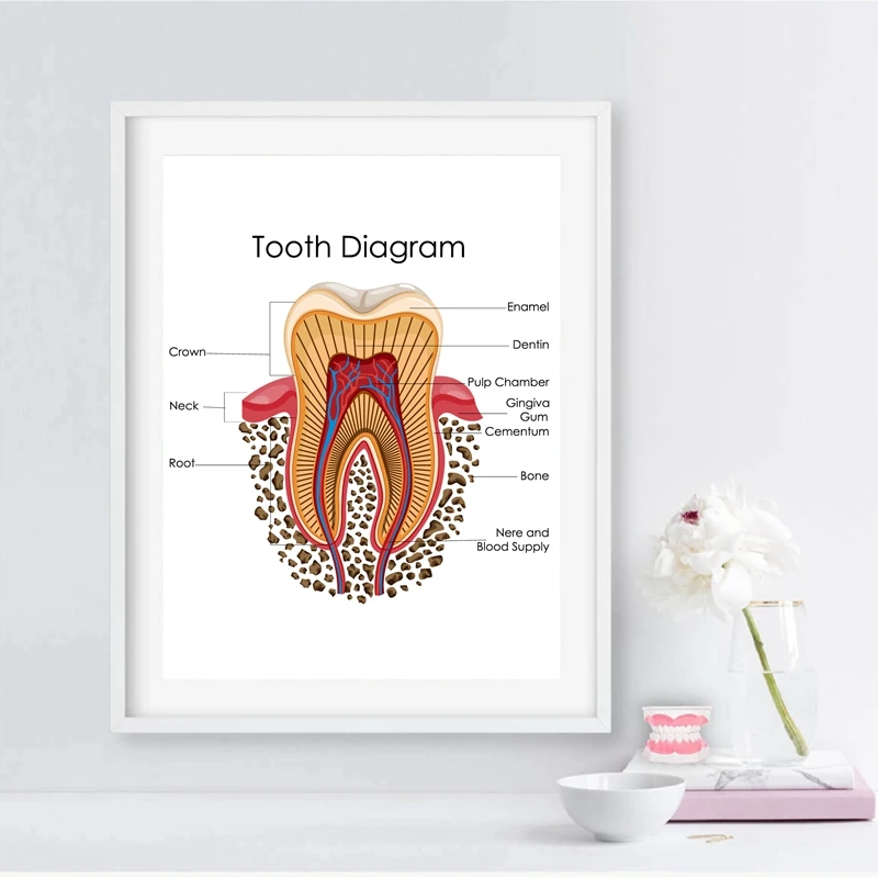 Схема человеческих зубов принты настенное искусство стоматологической клиники