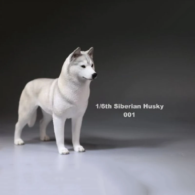 1/6, фигурка, аксессуар, Siberian Husky, Имитация животных, XVI 003, собачьи игрушки модели для домашних животных, 12 дюймов, фигурка