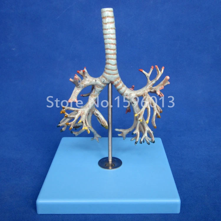Яркая анатомическая модель бронхиального дерева человека|tree model|model scenery treestree ribbon