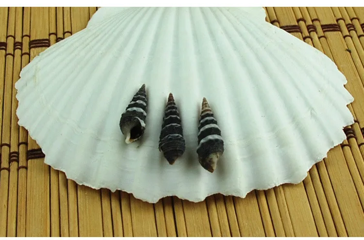 

Natural Conch Shells Black Spiral Stripesscrew Aquarium in Aquariums Decorative Furnishing Articles DIY Adorn Wall Decoration