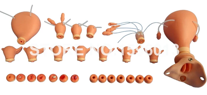 Продвинутый гинеколог модель гинекологического обучения осмотра таза GYN