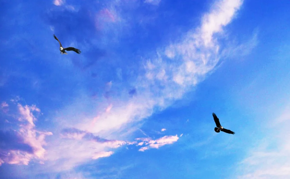 Современные модные декоративные затемняющие/прозрачные оконные шторы с