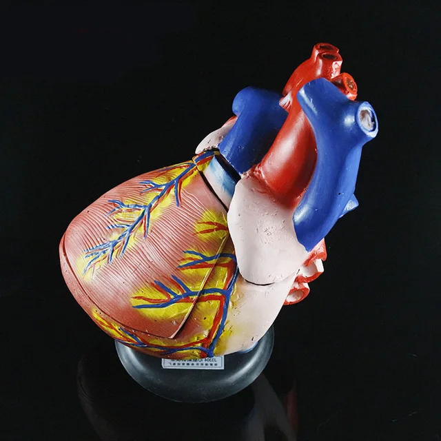 

3X Enlarged heart anatomy model large atrium ventricle biomedical teaching instrument educational model