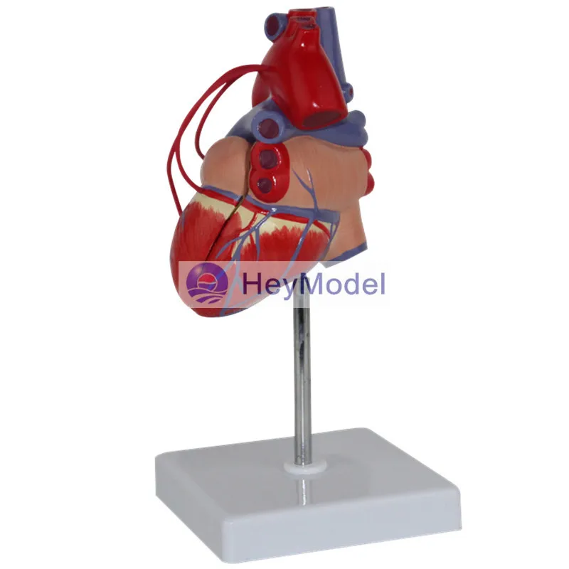 Увеличенная анатомическая модель медицинского сердца HeyModel с цифровым обводным