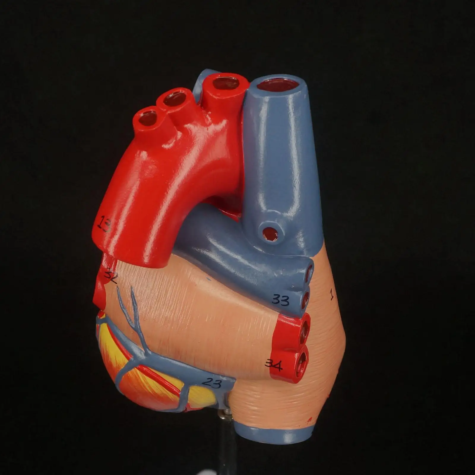 2 части жизни размер человеческого сердца анатомическая модель установленная на