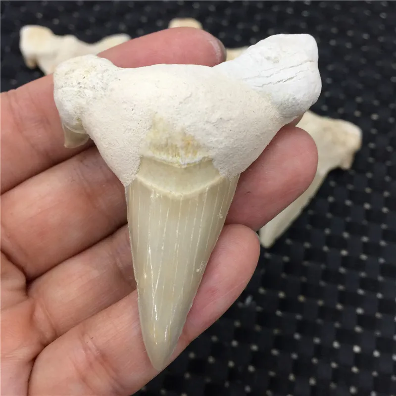 1 шт. натуральные животные Fossil зубы акулы Fossil минеральные образцы рок камни рейки лечебная энергия для коллекции в подарок