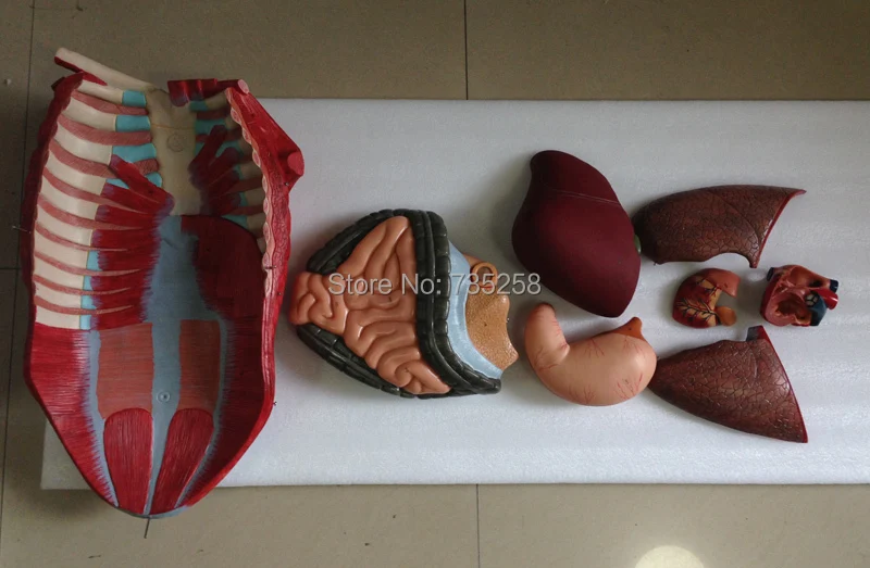 Модель анатомическая Visceral для взрослых модель анатомии человеческого тела мышц